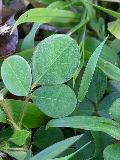 Grona adscendens, photographed by Denis Bastianelli