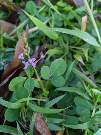 Grona adscendens, photographed by Denis Bastianelli