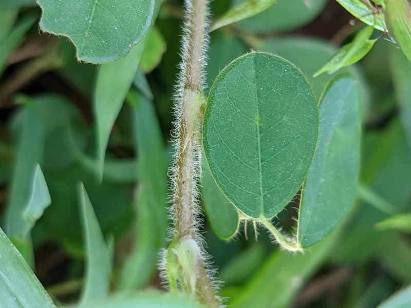 Grona adscendens, photographed by Denis Bastianelli