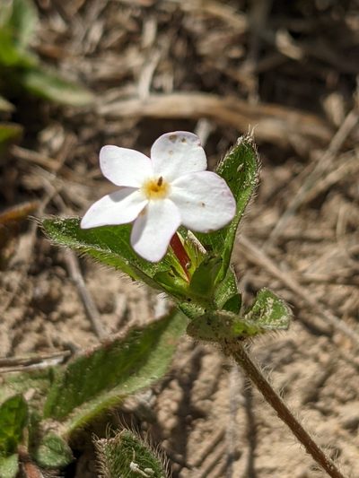 Sipanea pratensis, photographed by Denis Bastianelli