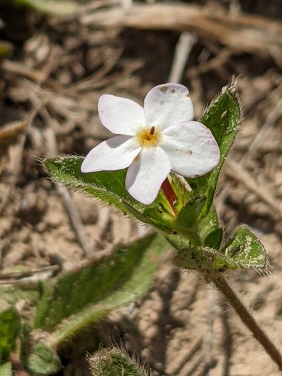 Sipanea pratensis, photographed by Denis Bastianelli