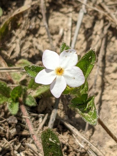 Sipanea pratensis, photographed by Denis Bastianelli