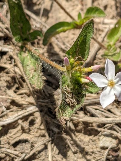 Sipanea pratensis, photographed by Denis Bastianelli