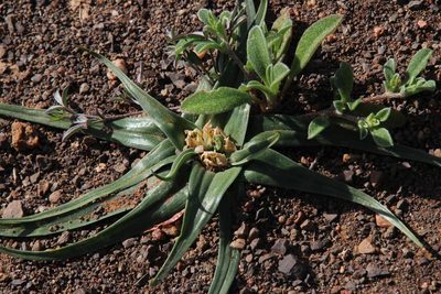 Colchicum asteroides, photographed by Tony Rebelo