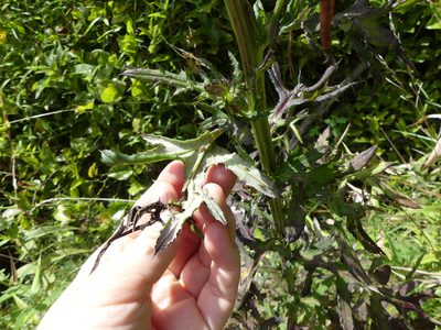 Cirsium muticum, photographed by botanygirl