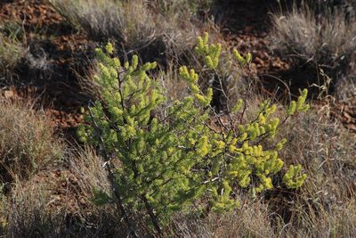 Asparagus mucronatus, photographed by Tony Rebelo