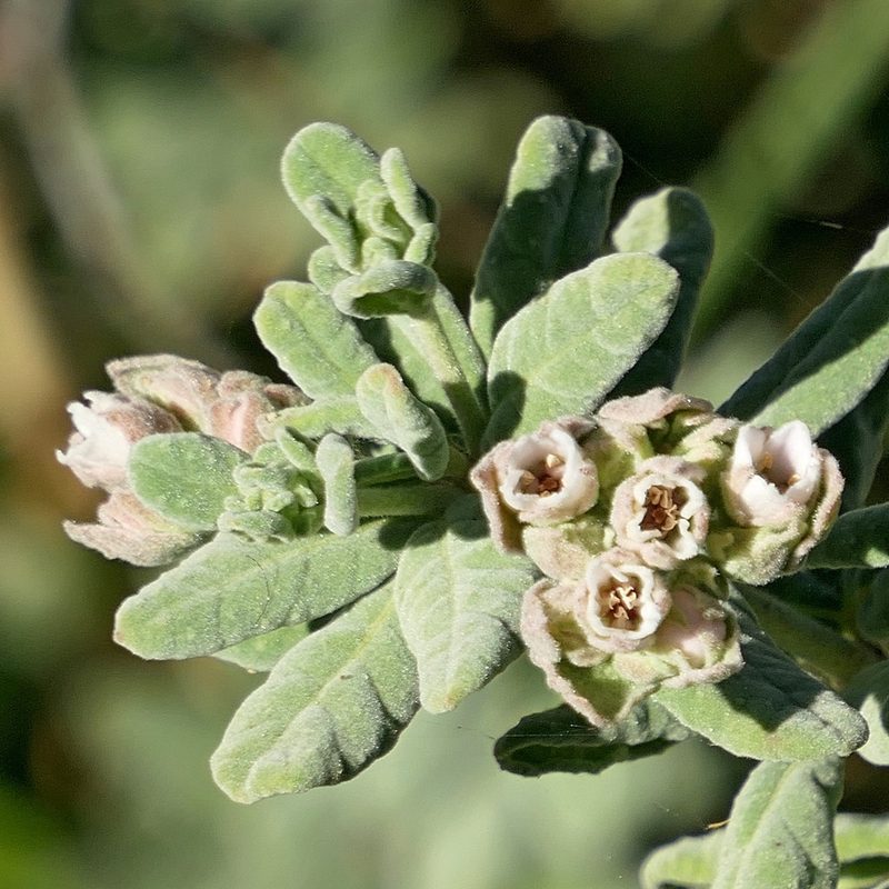 Zieria littoralis, photographed by Max Campbell