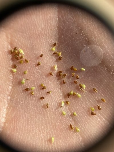 Eleocharis engelmannii, photographed by Zihao Wang