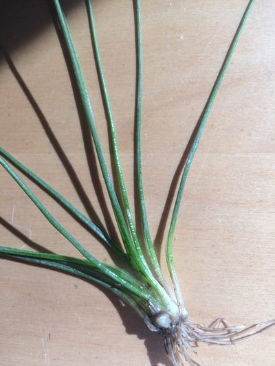 Isoetes septentrionalis, photographed by Étienne Lacroix-Carignan