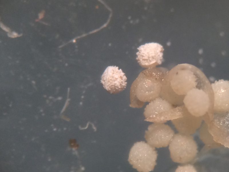 Isoetes septentrionalis, photographed by Étienne Lacroix-Carignan