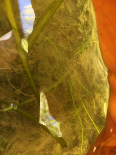 Isoetes septentrionalis, photographed by Étienne Lacroix-Carignan
