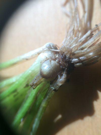 Isoetes septentrionalis, photographed by Étienne Lacroix-Carignan