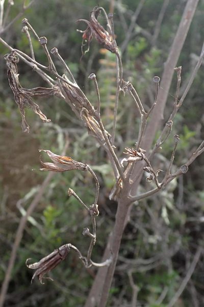 Tylecodon cacalioides, photographed by Nicola van Berkel