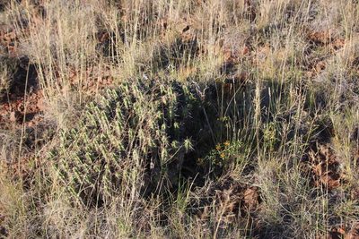 Asparagus striatus, photographed by Tony Rebelo