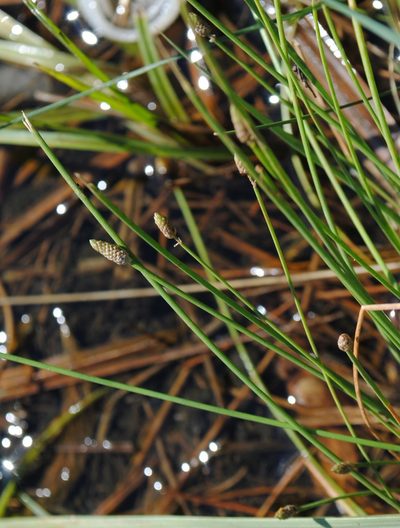 Eleocharis engelmannii, photographed by Zihao Wang