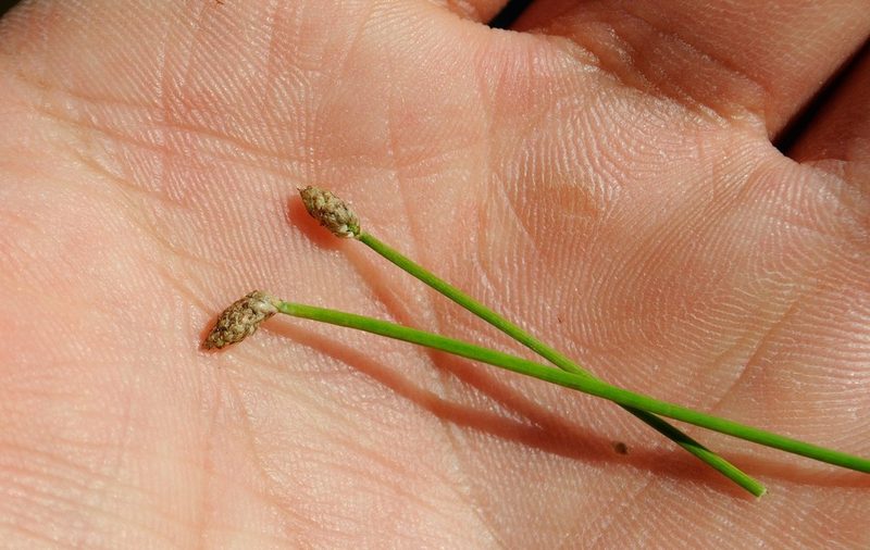 Eleocharis engelmannii, photographed by Zihao Wang