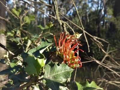 Grevillea steiglitziana, photographed by Kiri Bee
