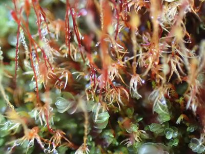 Ruficaulis rufescens, photographed by Randal
