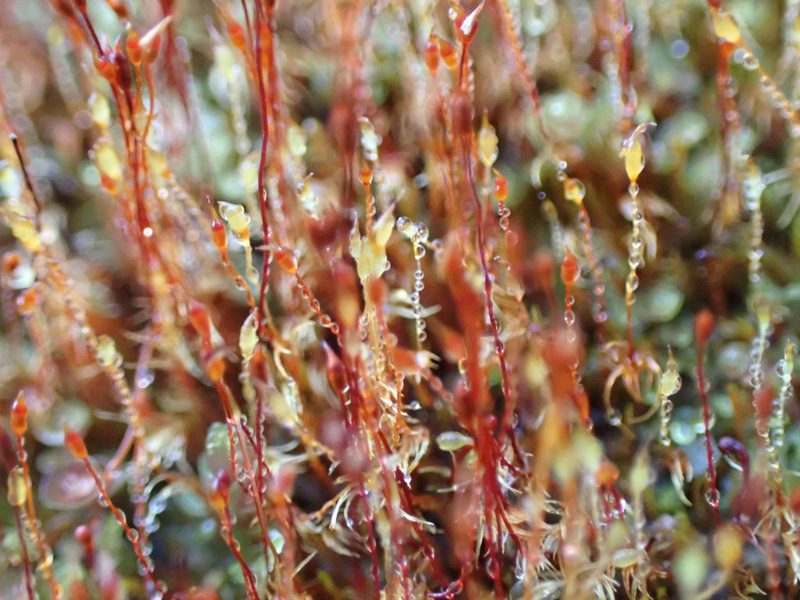 Ruficaulis rufescens, photographed by Randal