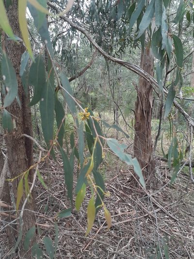 Eucalyptus radiata, photographed by John Cull