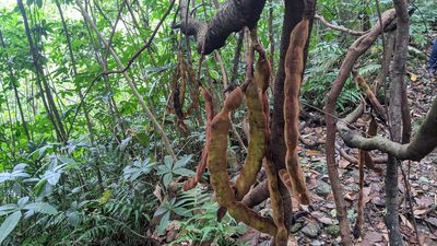 Mucuna macrocarpa, photographed by Cheng-Te Hsu