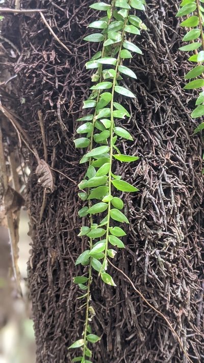 Phlegmariurus salvinioides, photographed by Cheng-Te Hsu