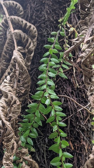 Phlegmariurus salvinioides, photographed by Cheng-Te Hsu