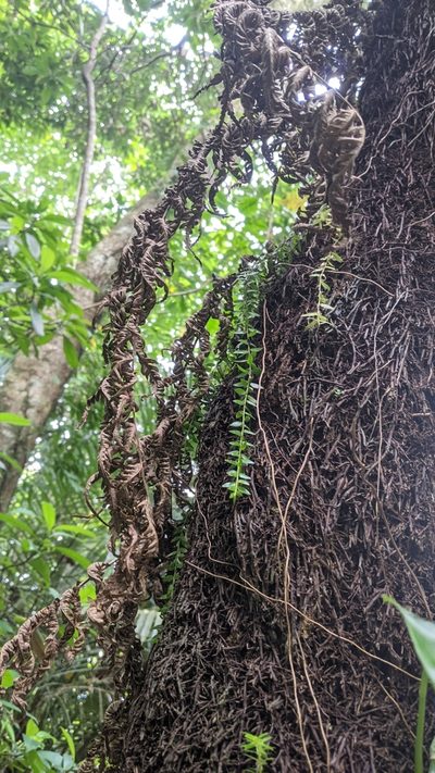 Phlegmariurus salvinioides, photographed by Cheng-Te Hsu