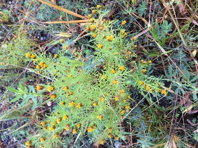 Dyssodia papposa, photographed by Bonnie Isaac