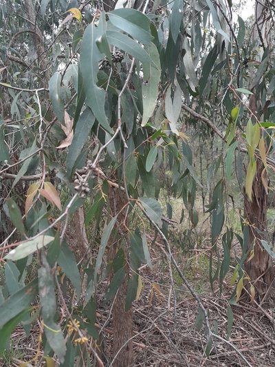 Eucalyptus radiata, photographed by John Cull
