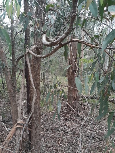 Eucalyptus radiata, photographed by John Cull
