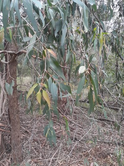 Eucalyptus radiata, photographed by John Cull