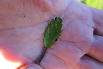 Alepidea delicatula, photographed by Di Turner
