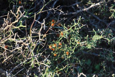Asparagus striatus, photographed by Tony Rebelo
