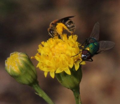 Senecio othonniflorus, photographed by Tony Rebelo