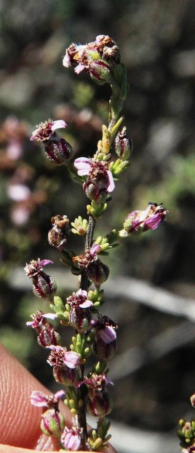 Eriocephalus purpureus, photographed by Tony Rebelo