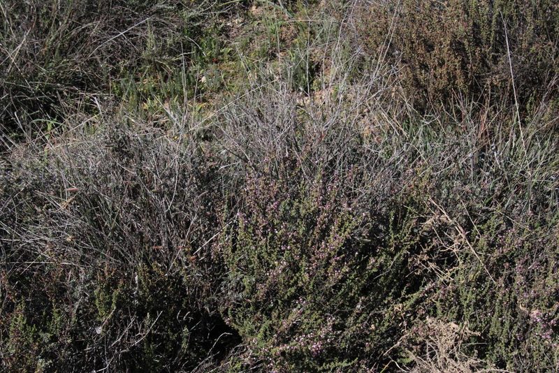 Eriocephalus purpureus, photographed by Tony Rebelo