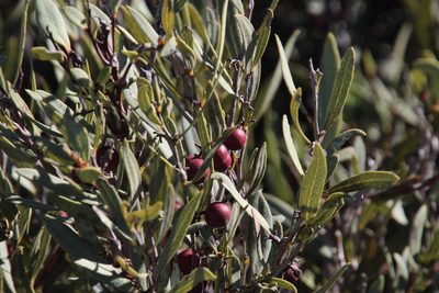 Euclea lancea, photographed by Tony Rebelo