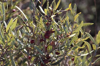 Euclea lancea, photographed by Tony Rebelo