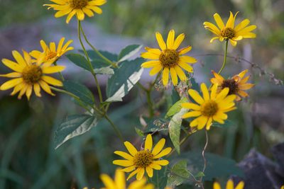 Heliopsis helianthoides, photographed by Ivan Wiljanen