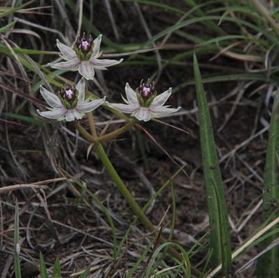 Asclepias gibba, photographed by Tony Rebelo