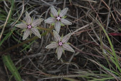 Asclepias gibba, photographed by Tony Rebelo