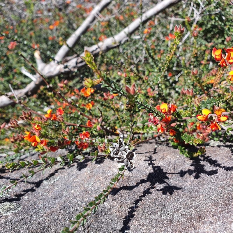 Oxylobium cordifolium, photographed by ronavery