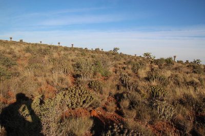 Euphorbia ferox, photographed by Tony Rebelo