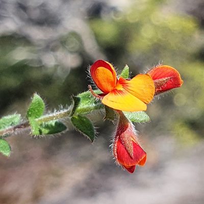 Oxylobium cordifolium, photographed by ronavery