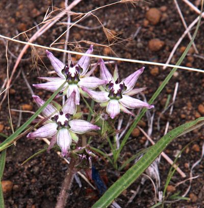 Asclepias gibba, photographed by Tony Rebelo