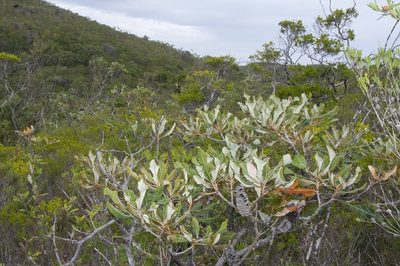 Banksia dentata, photographed by dhfischer