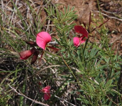 Indigofera hedyantha, photographed by Tony Rebelo