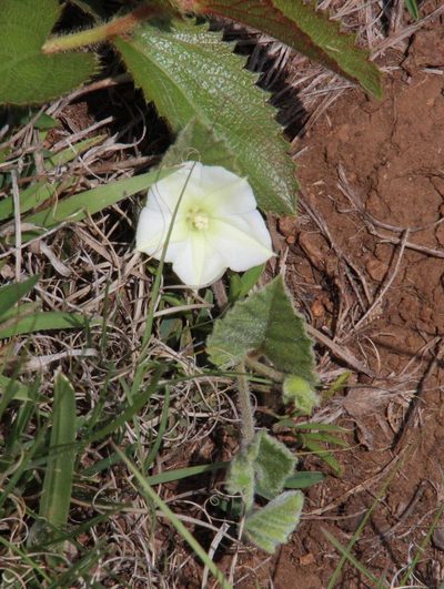 Convolvulus natalensis, photographed by Tony Rebelo