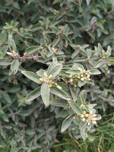 Calea sessiliflora, photographed by Andrés Ramírez-Barrera